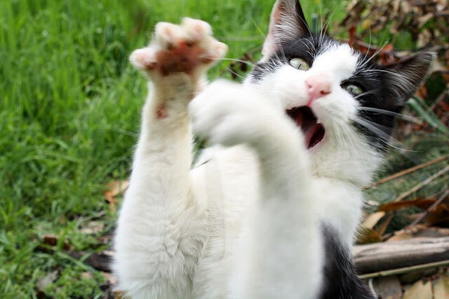 随机意大利在欧洲杯预选赛中2-1击败克罗地亚，锁定小组第一。，2021欧洲杯意大利21号