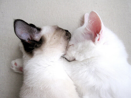 恩佐·费尔南德斯或将加盟皇马，正在马德里看房，恩菲尔德1851