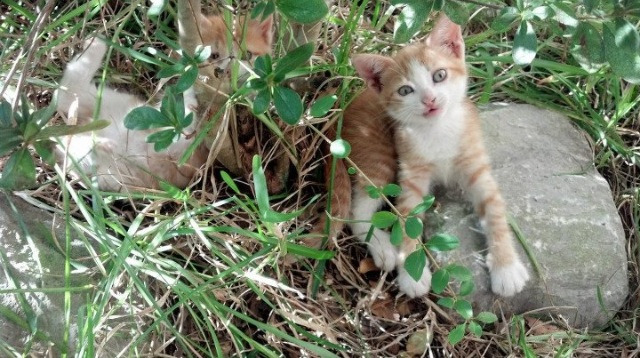 随机Team Liquid发布战队重建计划，team liquid英雄联盟战队