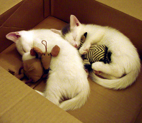 随机伯恩利客场逼平纽卡斯尔，英超保级形势艰难，英超伯恩利主帅