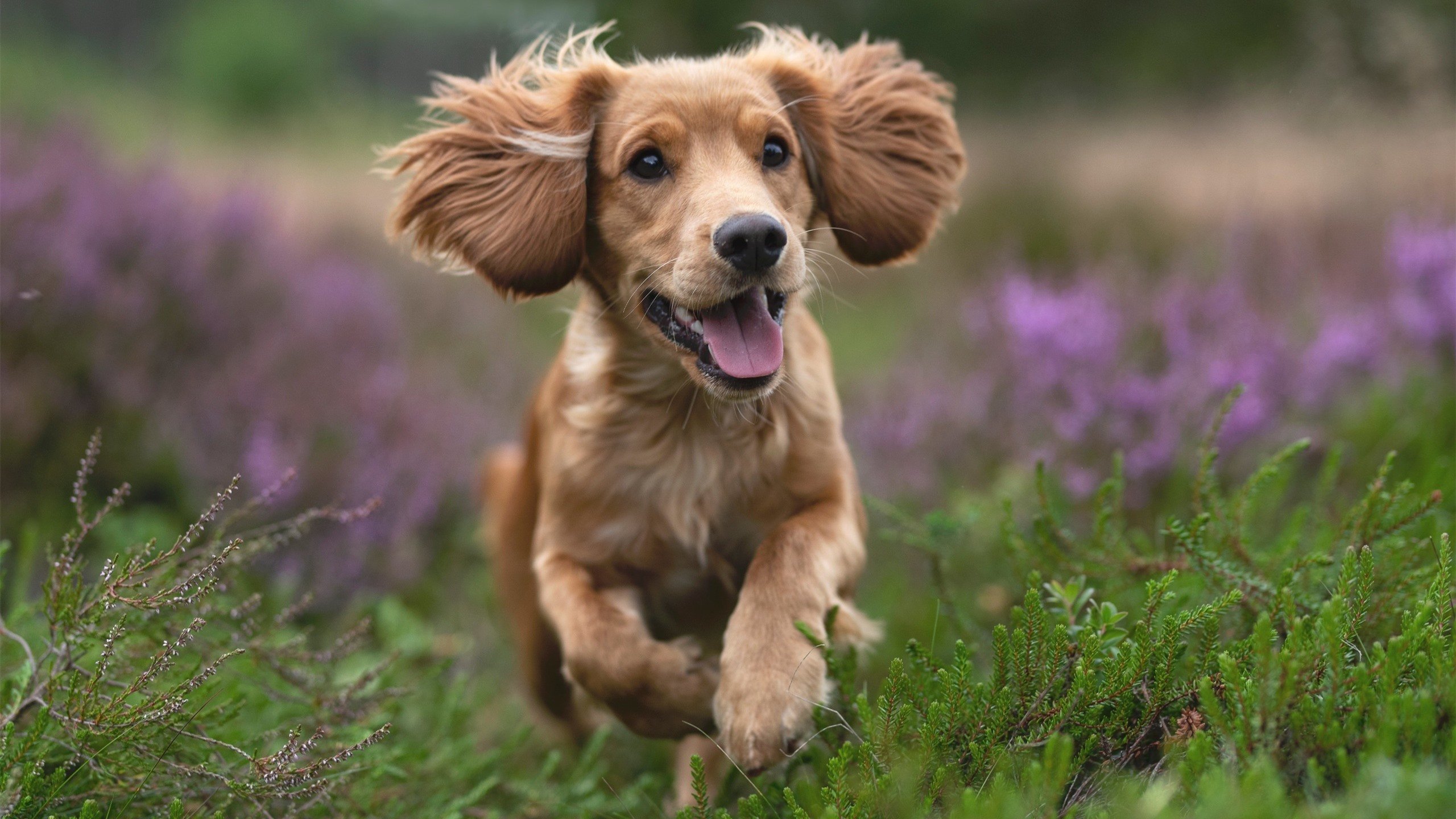 开云官网登录-德国队在国际比赛中战无不胜，屡创奇迹，德国队比赛集锦