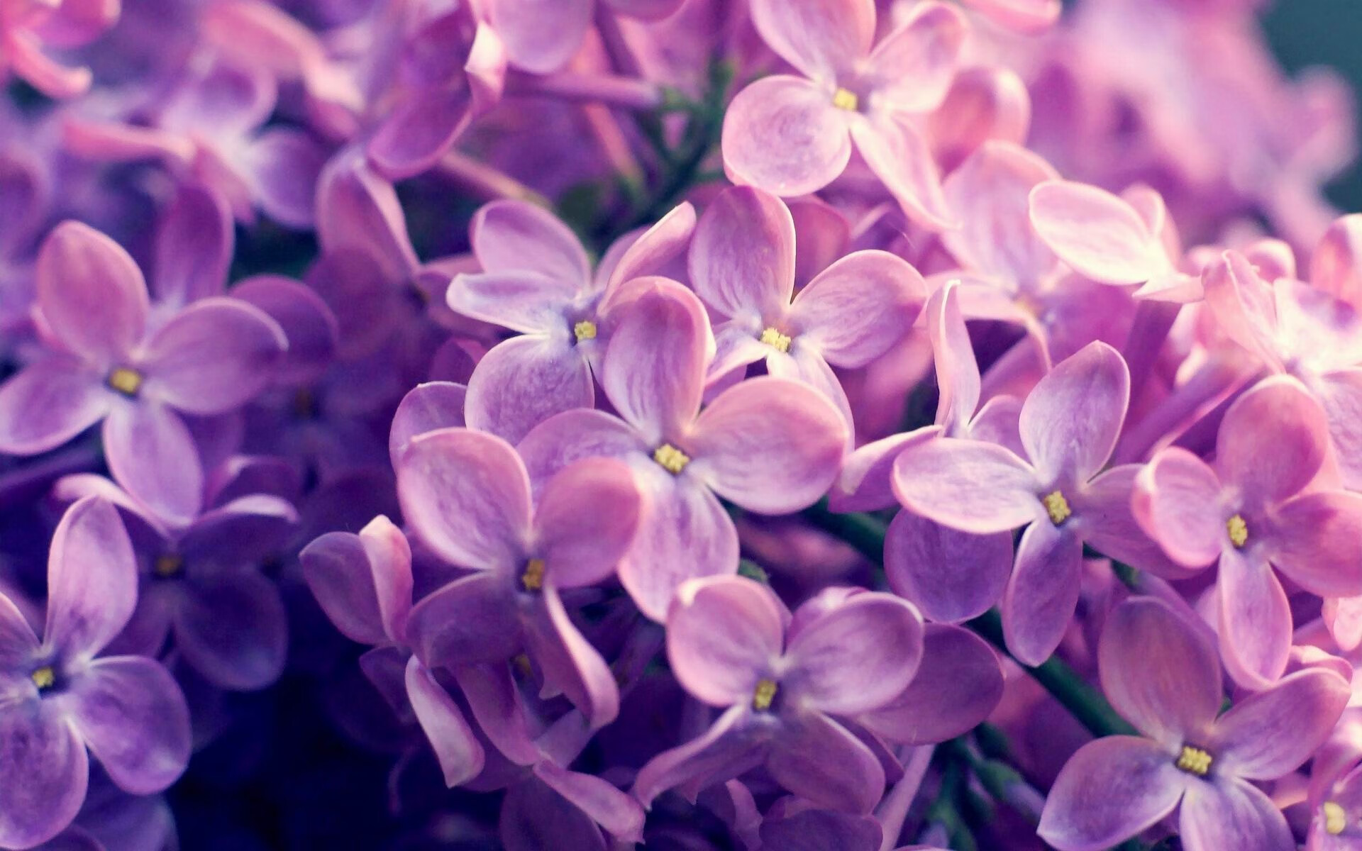 开云下载-意大利在欧洲预赛中夺魁——强势展现实力，意大利欧洲杯预选赛比赛结果