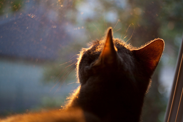 开云-科尔多瓦主场淘汰，降级形势堪忧，科尔科瓦多