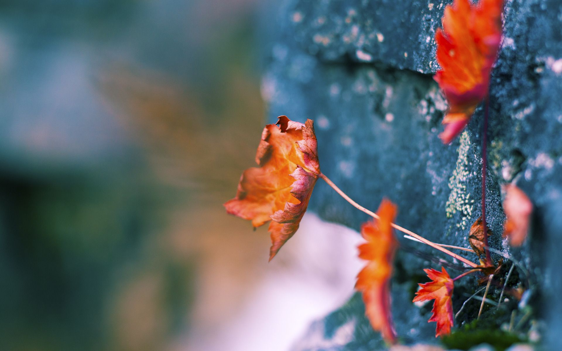 kaiyun体育app-哪支橄榄球队将打破传统格局，吸引更多观众？，橄榄球哪支队最厉害