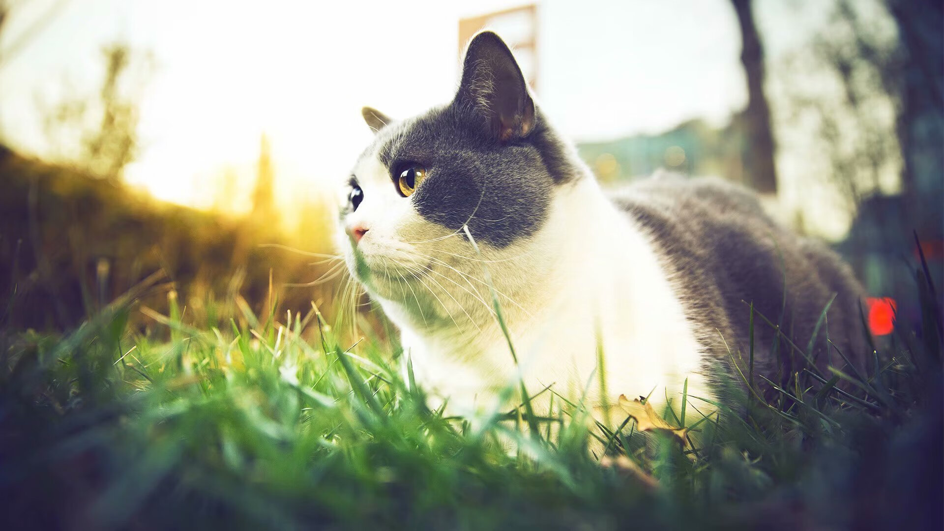 开云中国大陆-意甲极速反击：瞬间突破成就奇迹！，意甲6.2秒进球